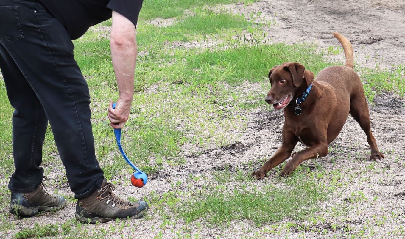 playing with labrador